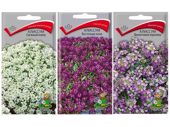 Алиссум фиолетовая королева