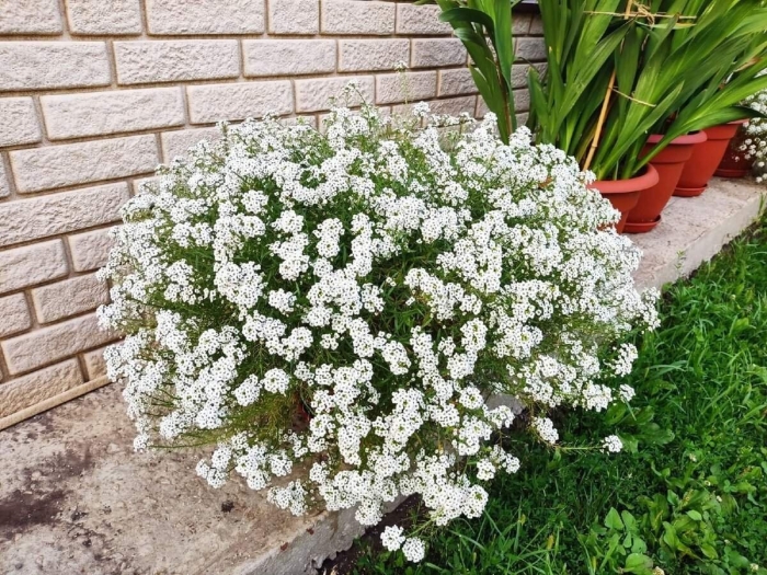 Сноу принцесс алиссум