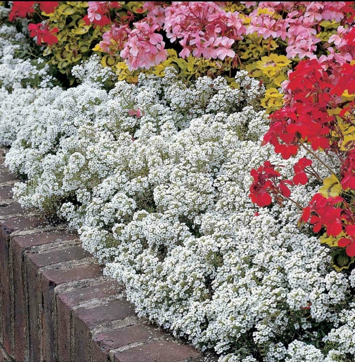 Алиссум цветы многолетники