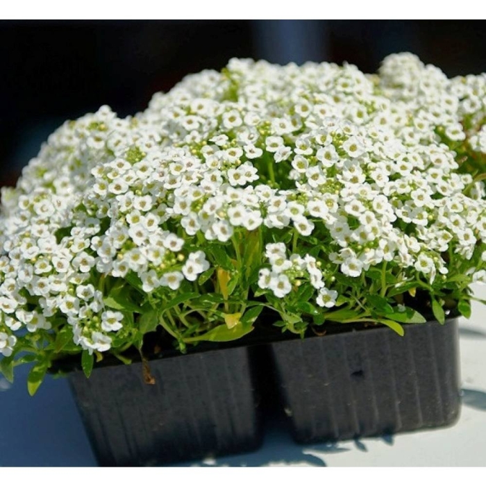 Алиссум рассада