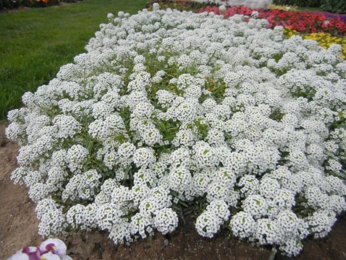 Алиссум лобулярия
