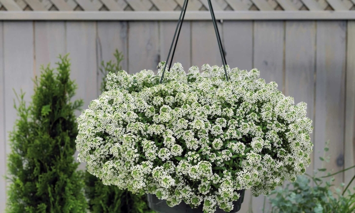 Алиссум сноу принцесс