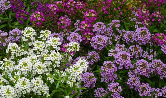 Алиссум lucia white