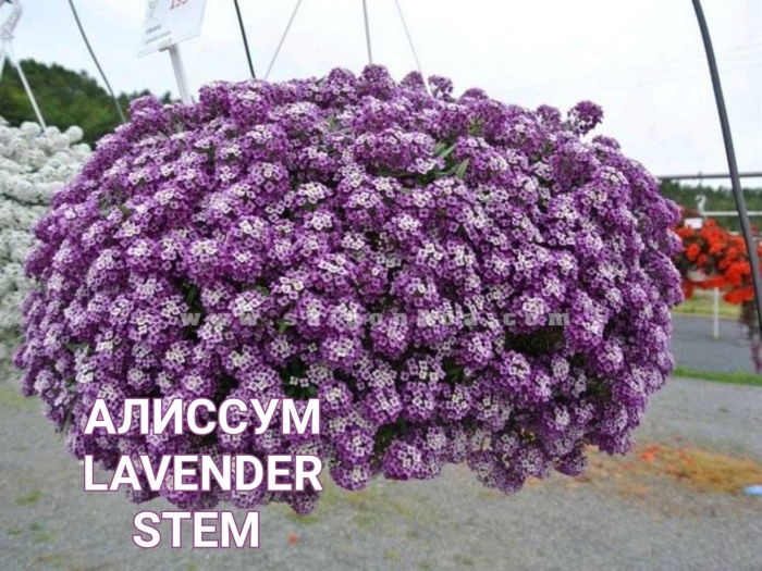 Алиссум лавандер