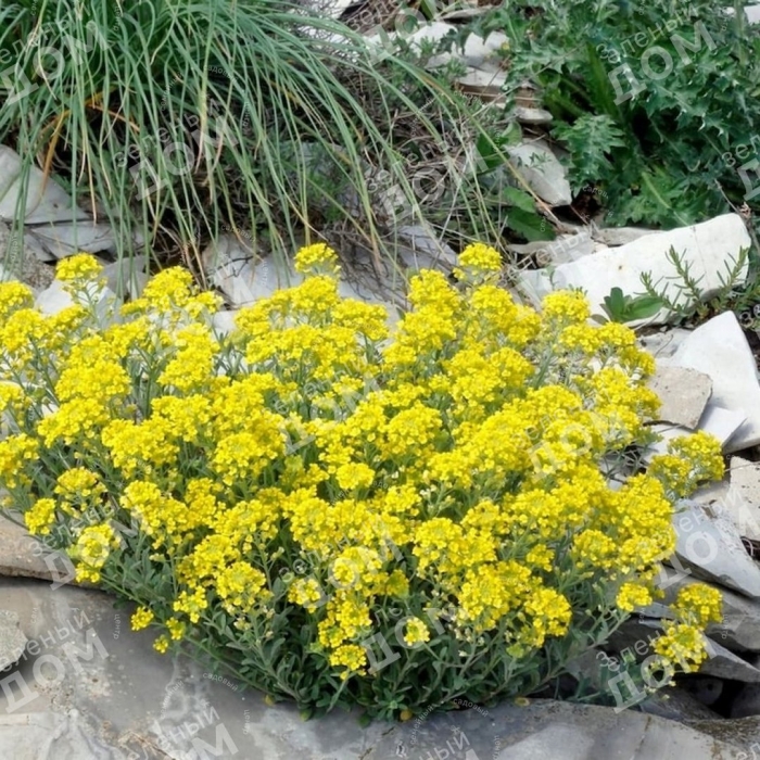 Алиссум бурачок скальный