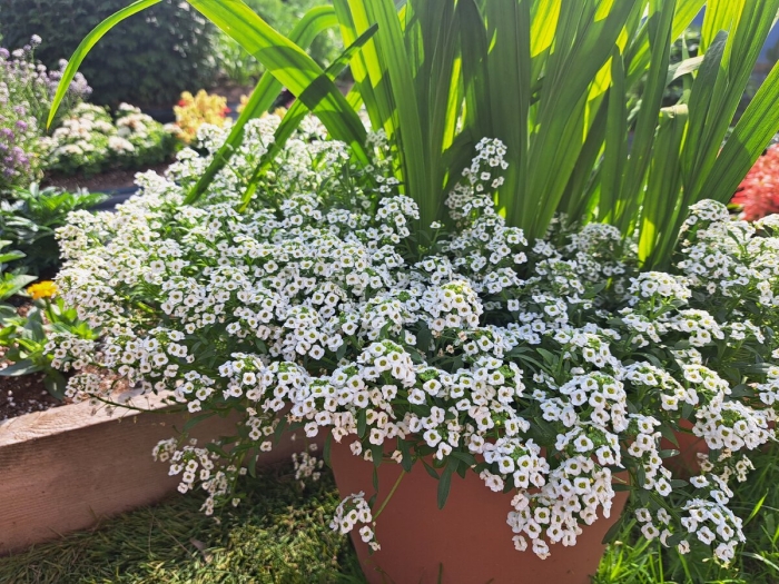 Алиссум лобулярия каменник