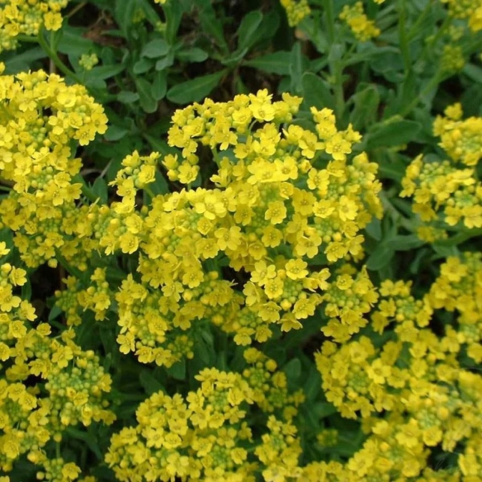 Алиссум скальный золотистый