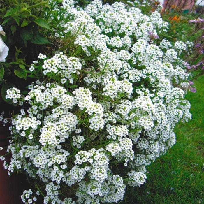 Алиссум биг джем уайт бриллиант