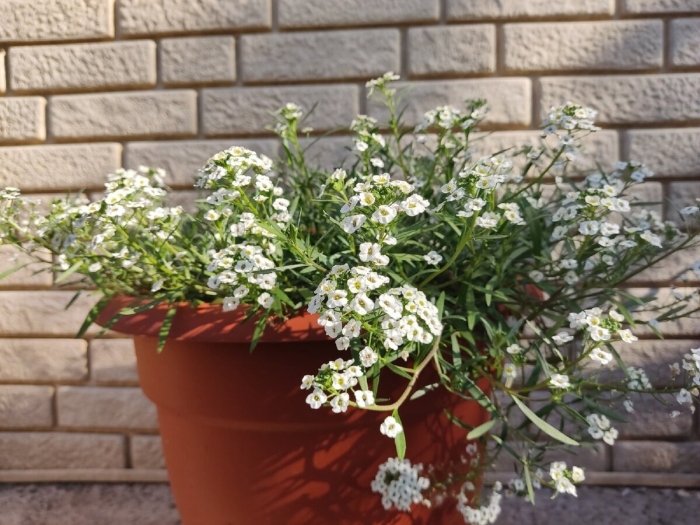 Алиссум цветок