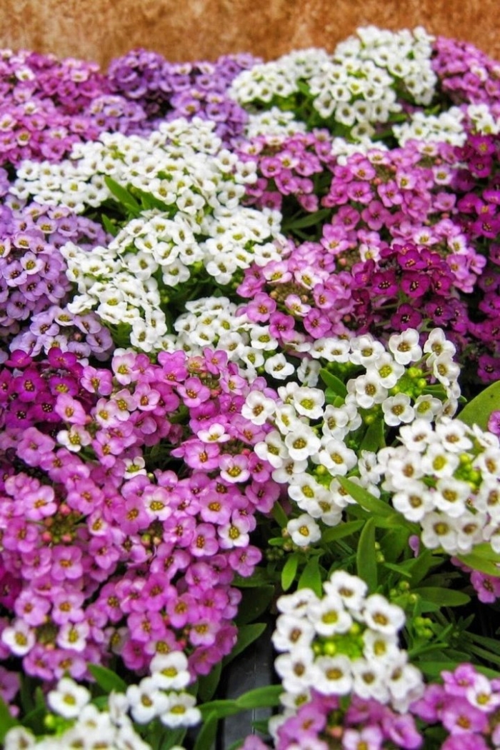 Алиссум приморский цветочный мед