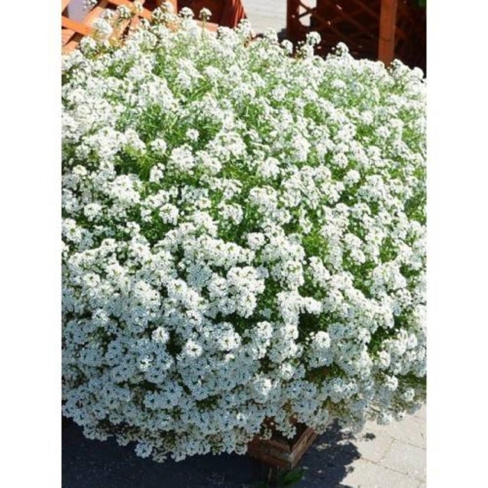 Алиссум сноу принцесс семена