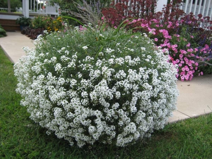 Алиссум лобулярия морская