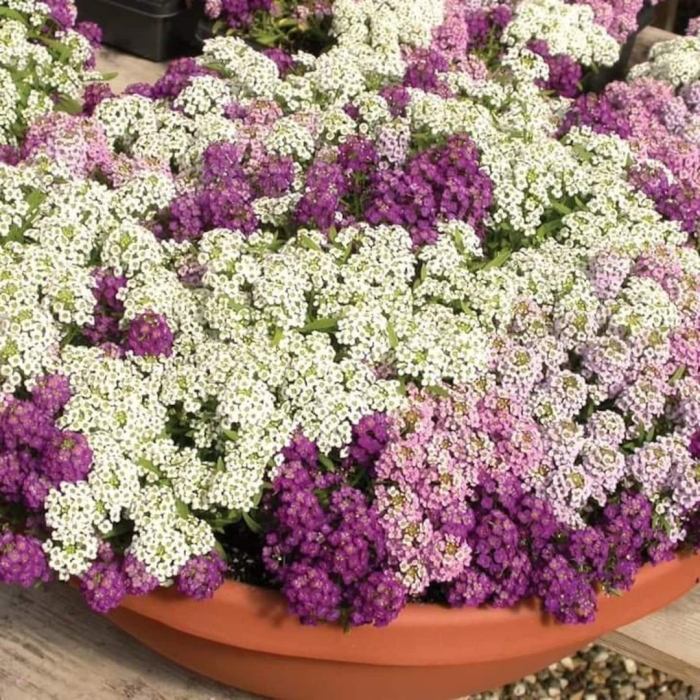 Алиссум wonderland