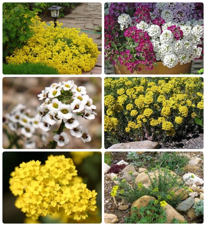 Алиссум бурачок