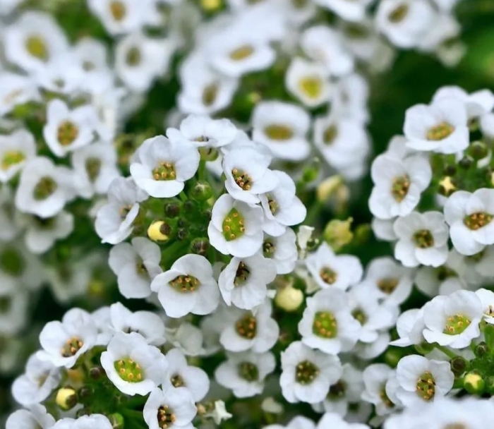 Алисум цветок алиссум