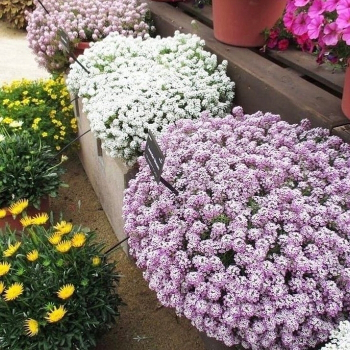 Лобулярия морская