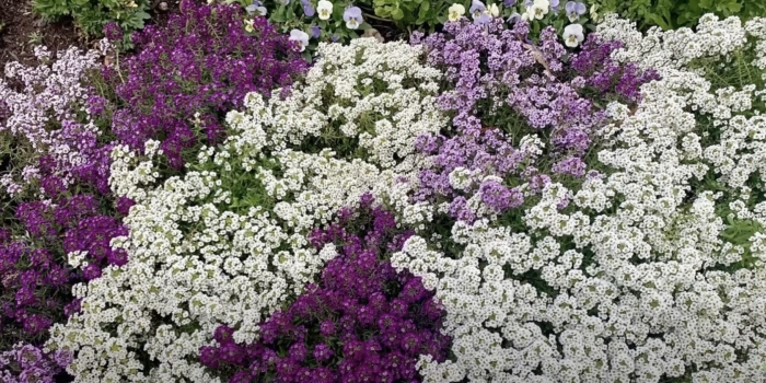 Медовая травка алиссум