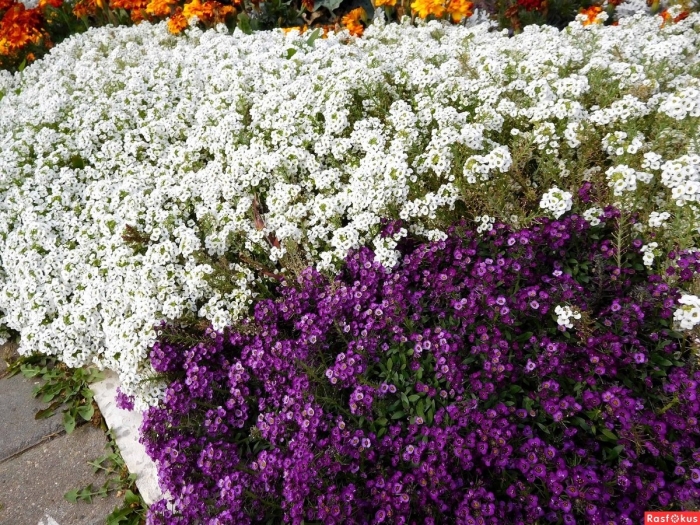 Алиссум мэджик циклес микс