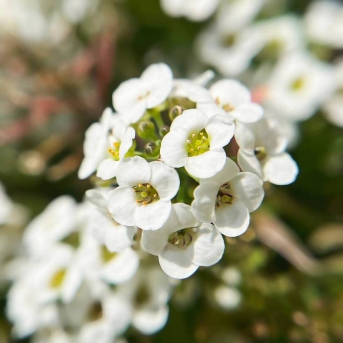 Растение алиссум