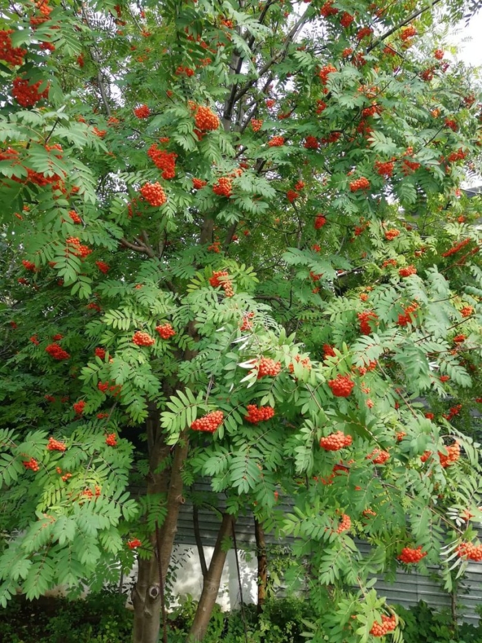 Рябина обыкновенная невежинская