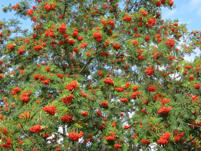 Рябина обыкновенная эдулис