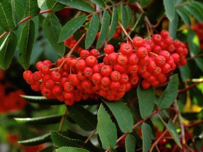 Рябина крупнолистная