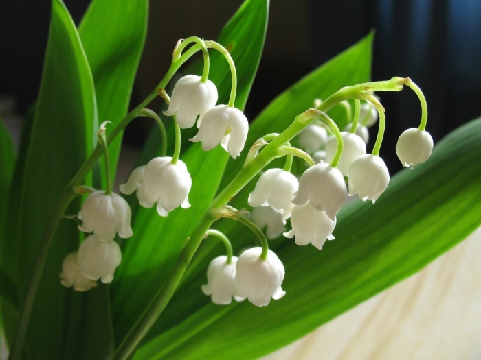Ландыш майский convallaria majalis