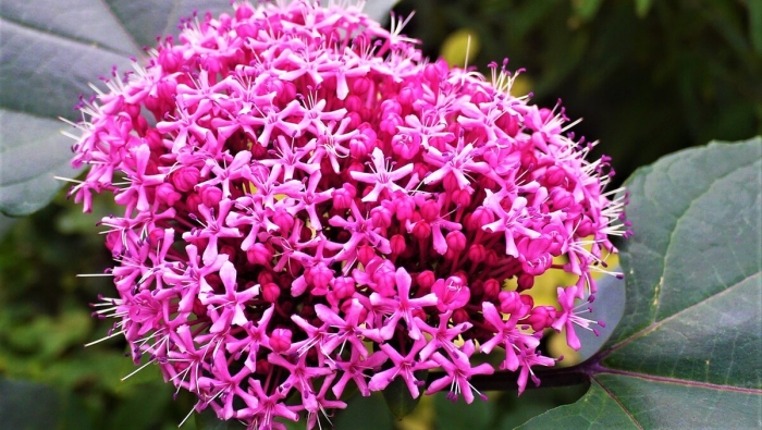 Клеродендрум бунге