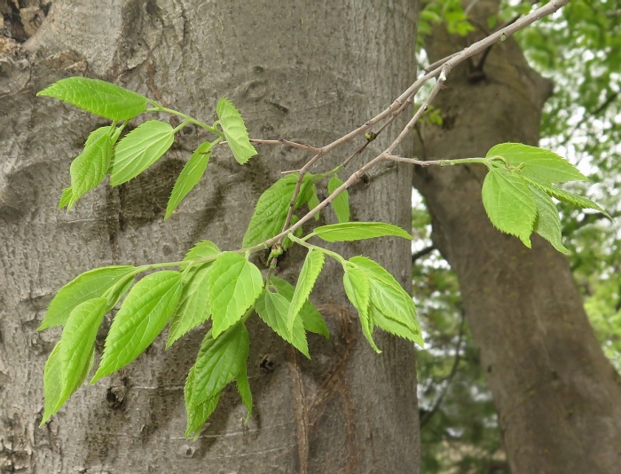 Celtis occidentalis