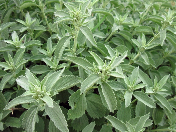 Мята шандра