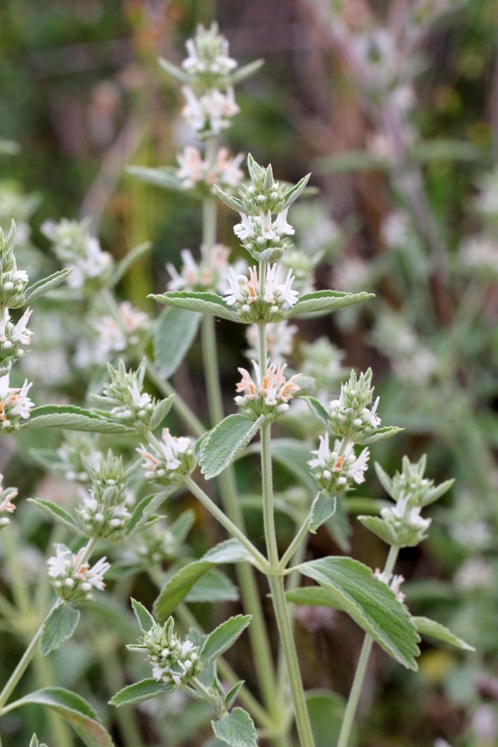 Конская мята шандра