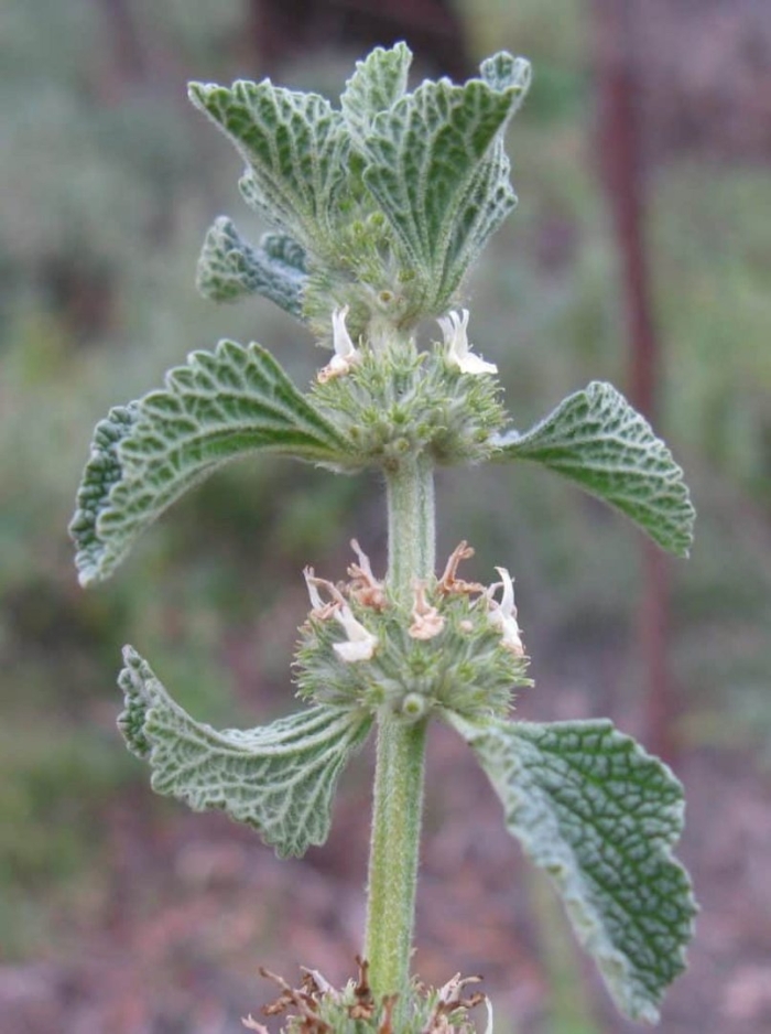 Шандра обыкновенная (marrubium vulgare l.)