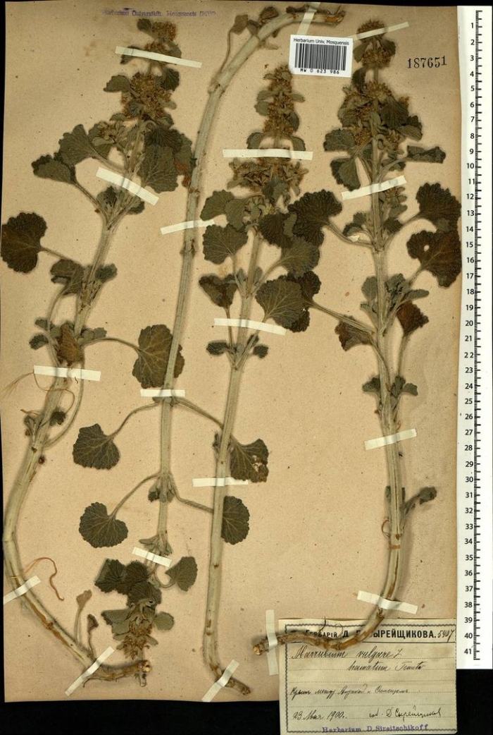 Конская мята шандра