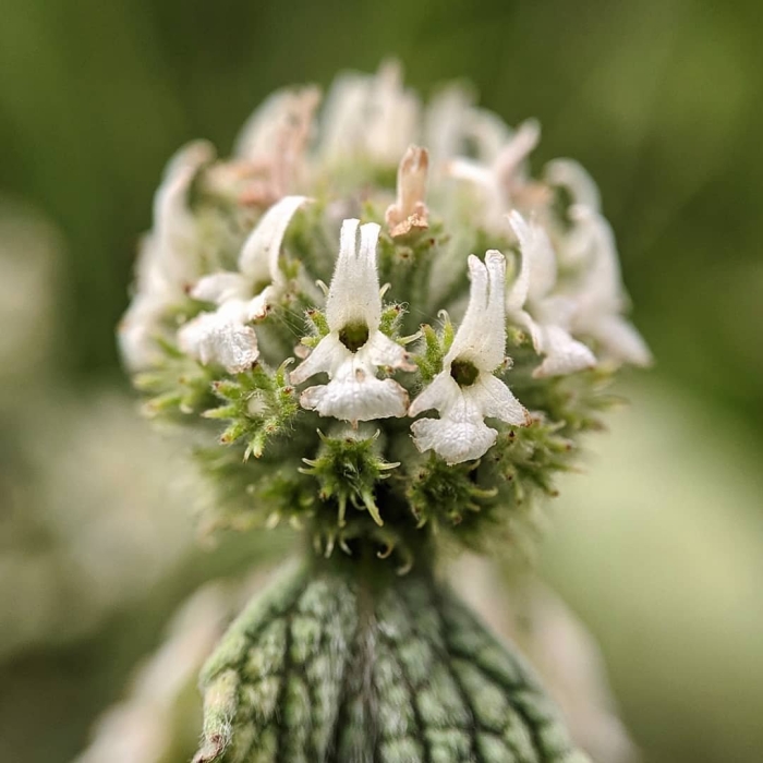 Шандра (растение)