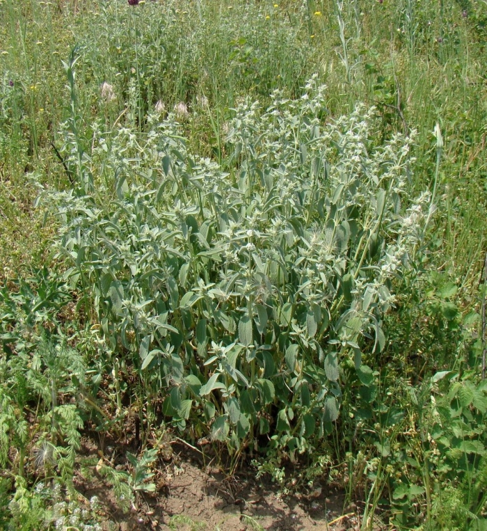 Шандра гребенчатая