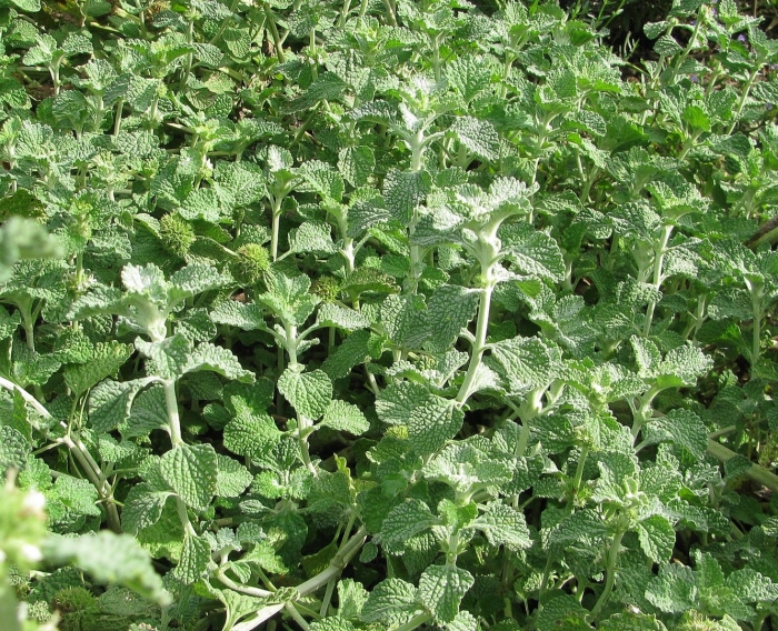 Мята серебристая (mentha)