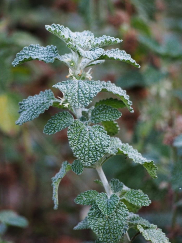 Конская мята шандра