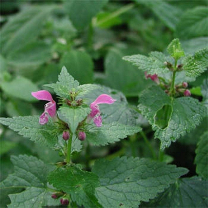 Lamium maculatum