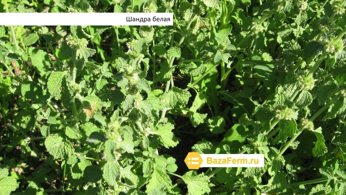 Конская мята шандра