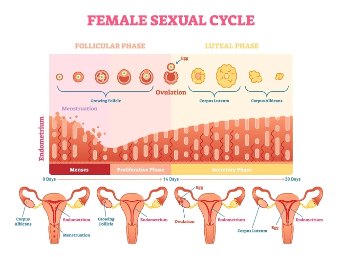Follicular phase