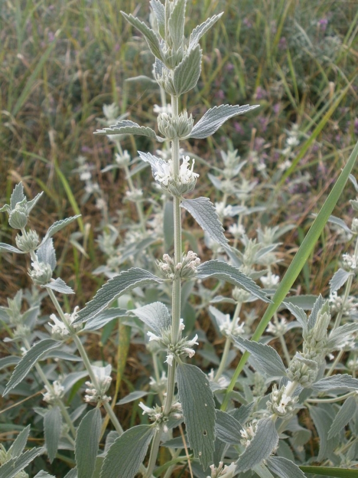 Трава шандра