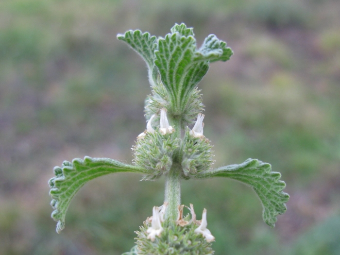 Шандра обыкновенная (marrubium vulgare)