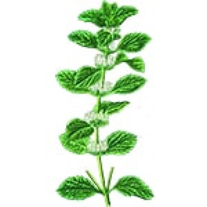 Мелисса лекарственная фармакогнозия