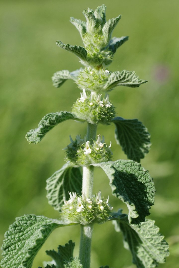 Шандра обыкновенная (marrubium vulgare)