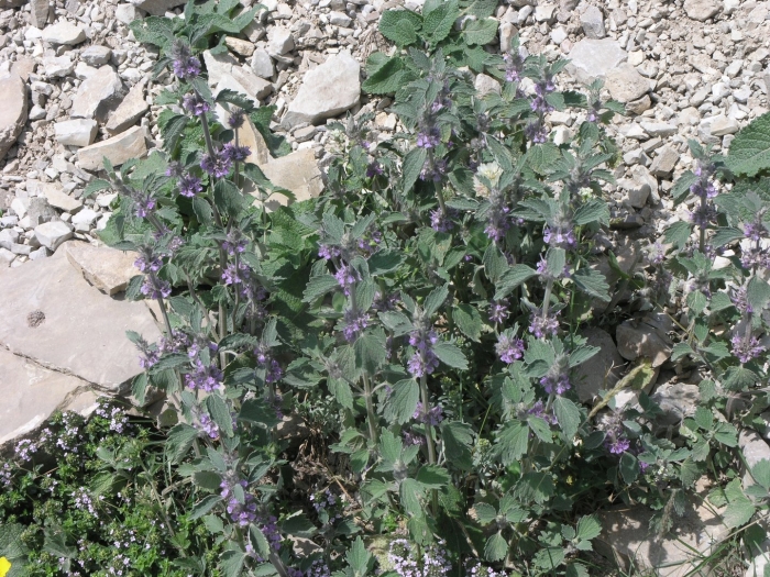 Marrubium leonuroides