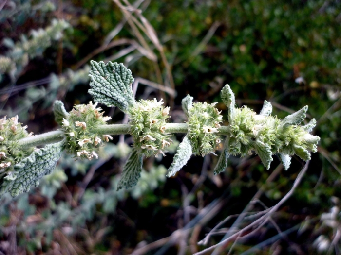 Шандра обыкновенная (marrubium vulgare)
