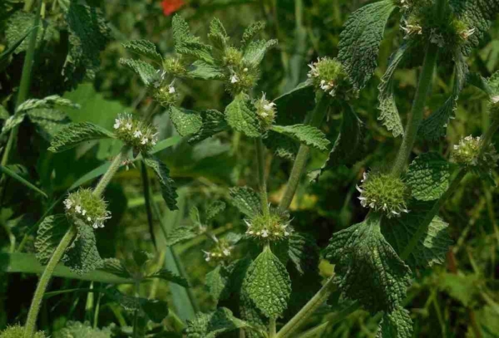 Шандра обыкновенная (marrubium vulgare)