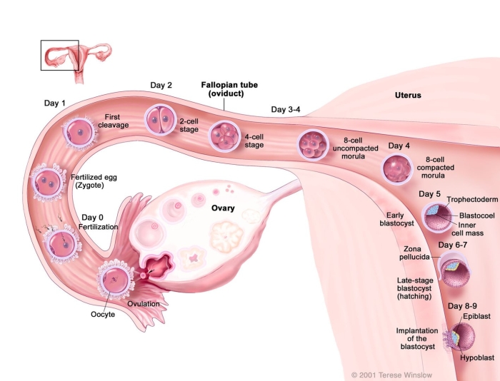 Embryo implantation