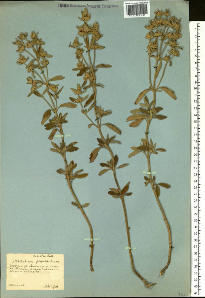 Зверобой продырявленный гербарий