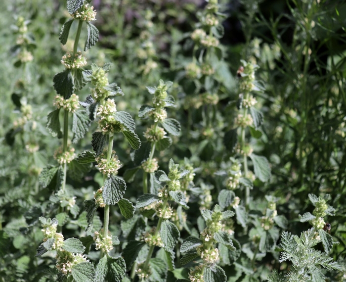 Конская мята шандра